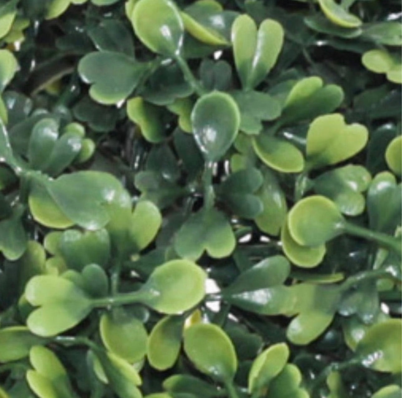 Green boxwood ball 13cm