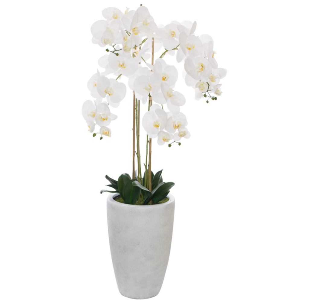 White orchid in a pot 125cm