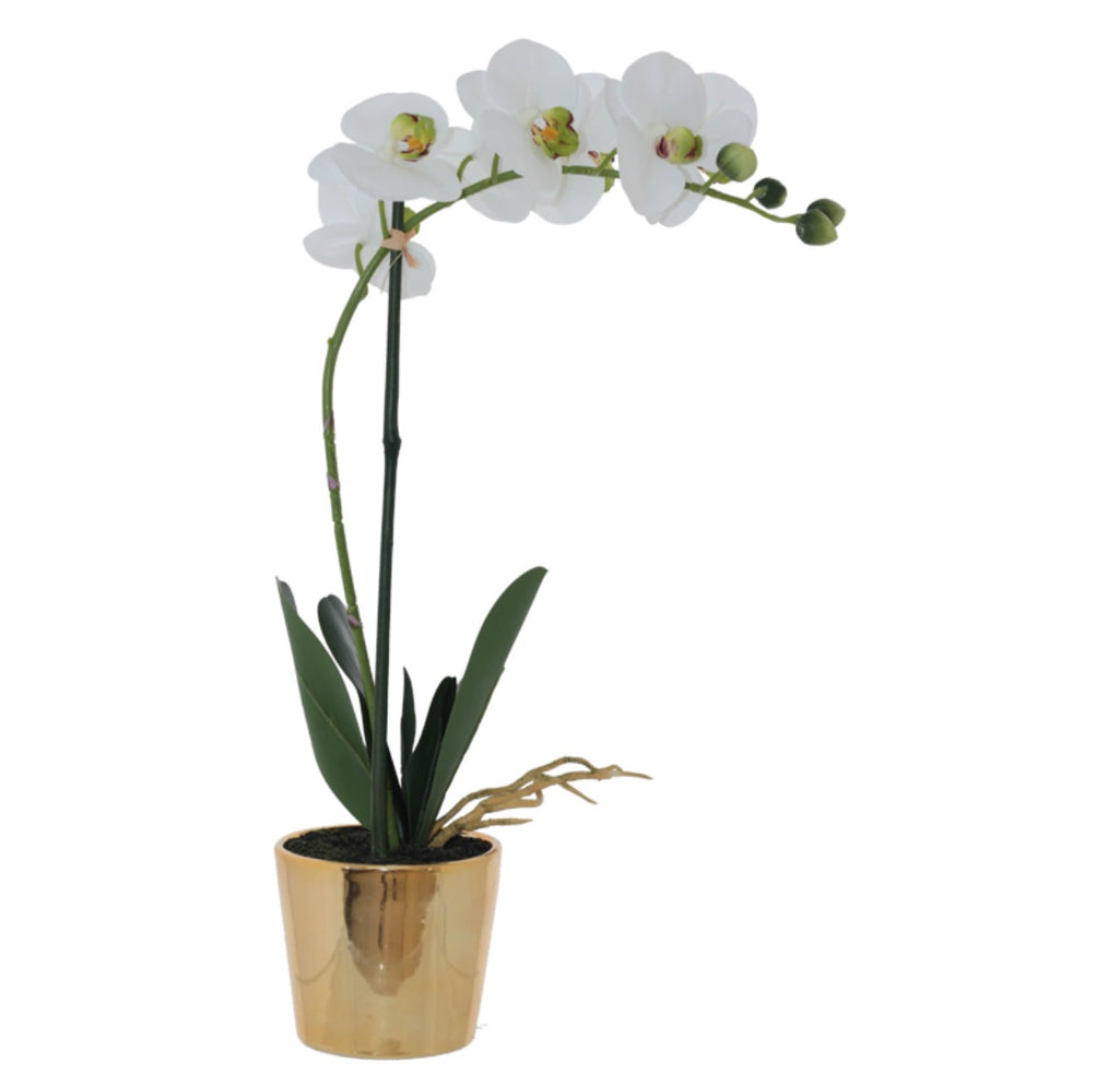Purity white orchid in gold pot 51cm